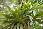 Green-headed Tanager (Tangara seledon)